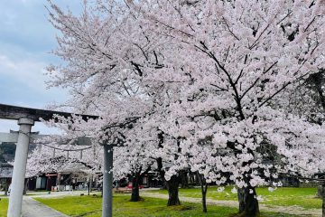 桜が満開です！